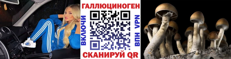 Псилоцибиновые грибы Psilocybe  Купить где  Медногорск 